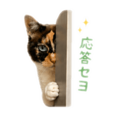 bonbon_20260813152440