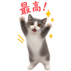 Someone's cat_vol.5