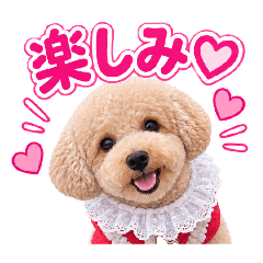 Bichpoo subaru_20260813121225