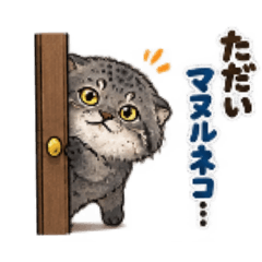 tadaimanurucat