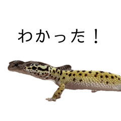 Shogo830_20260813172654