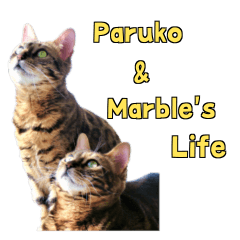 Bengal cat Paruko&Marble's life