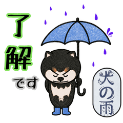 Ame (Rain), the Dog Who Hates Rain