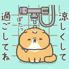 ☆とろけるネコの夏☆スコティッシュ２