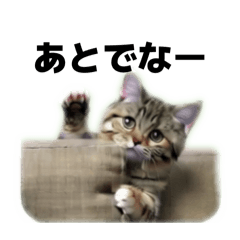 Cats reply everyday