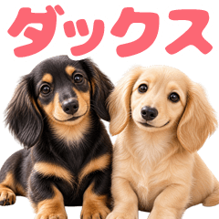 a Miniature Dachshund p