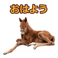 Akari's Greeting Stickers