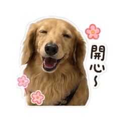 臘腸狗蛋糕