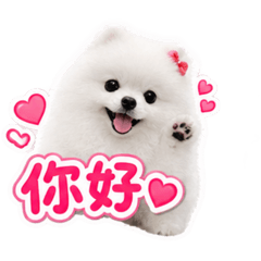 博美小白日常