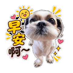 西施犬KumaLin(日常)