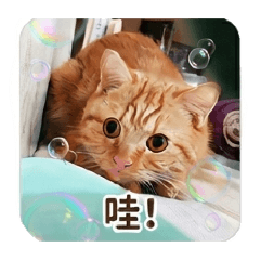 小咪寶日常生活1