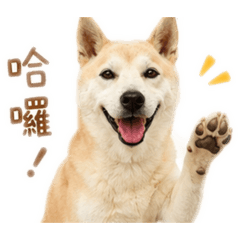 柴犬Andy 的日常
