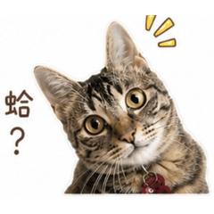 嗨~我是咪醬