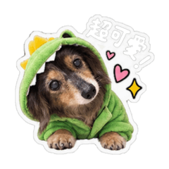 狗狗A++