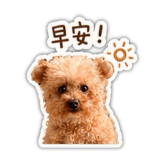 最棒的球球