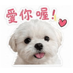 馬爾濟斯貪吃的QQ
