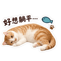 橘貓橘喵