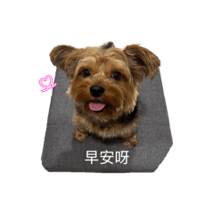 我家的阿寶寶