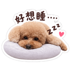 狗泰迪❤️