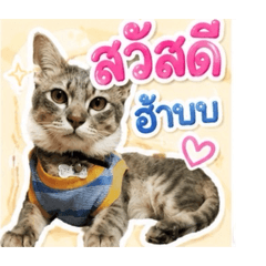 Hachi moo