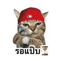 meow yoh_20260626105014