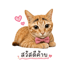 Thicha Mai27_20260626155154