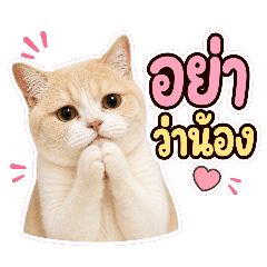Littlecat 2