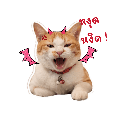 Orange cat_20260627180450