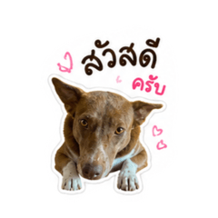 T&Tsweet My Dog