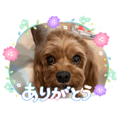 Yoshika_20260814132915