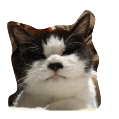 cat rai?
