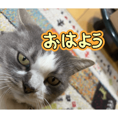 TENSHI creators stamp_20260814191315