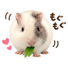 CHAMU the guinea pig