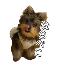 miyu_20260814211712