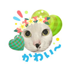 saya_20260814214238
