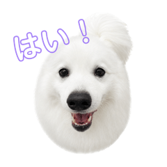 masa_20260814224352