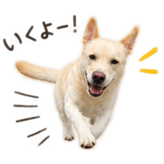 haa_20260814203359