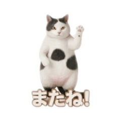 sirobuchi_neko20260815000140