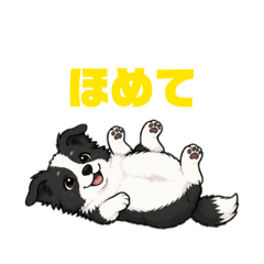 A Day in the Life of a Border Collie