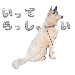 ami_20260814220737