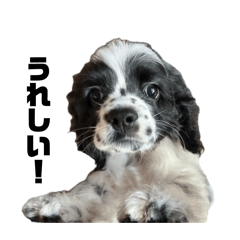 AmericanCockerSpaniel.RAKI
