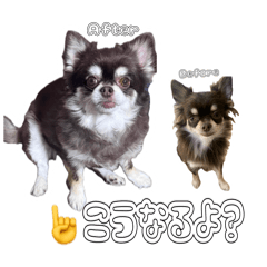 miyu_20260815024439