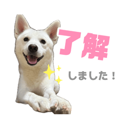 shio_20260814225437
