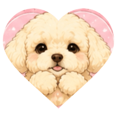ANGEL ChihuaPoo