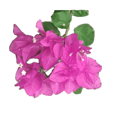 花花草草1