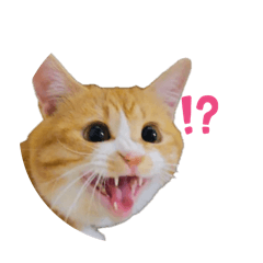 Nekomata Sora_20260815100045