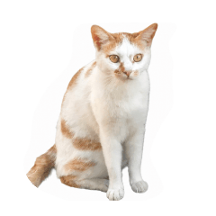 nekotake_20260815105026