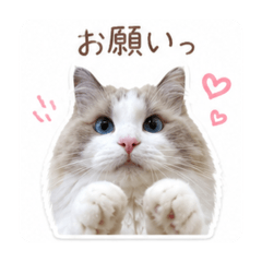 Lily_20260815101003