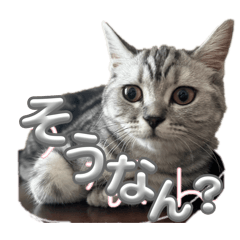 mimi@oshi_20260815104347