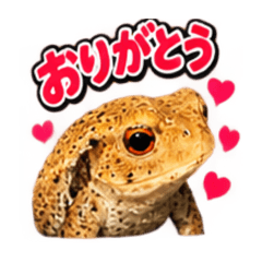 hikaruy_20260815111521